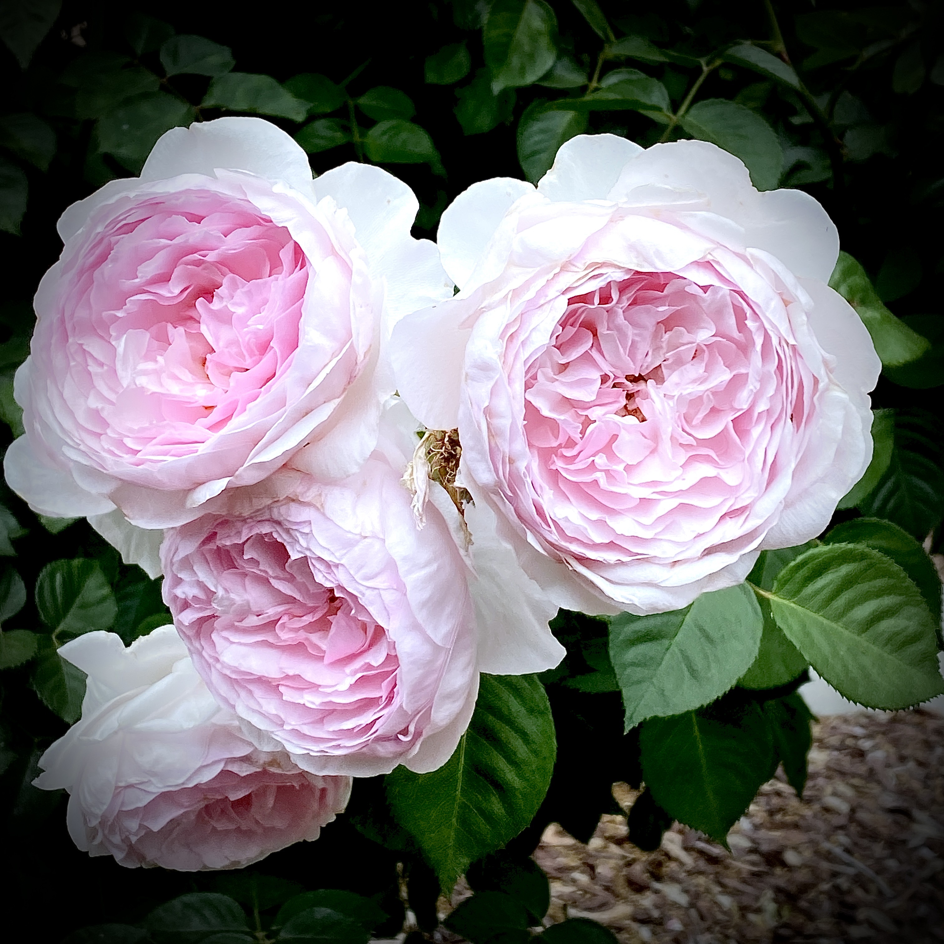 The Roses of April - That Garden Gal